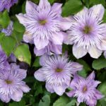 Precyzyjne narzędzie w planowaniu przestrzennym: Zastosowanie i znaczenie kartograficznych narzędzi