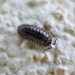 Skuteczne metody zwalczania szkodników w mieszkaniach