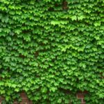 Zielona przestrzeń w nowoczesnym wnętrzu